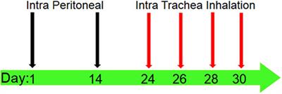 Oral Administration of Acrylamide Worsens the Inflammatory Responses in the Airways of Asthmatic Mice Through Agitation of Oxidative Stress in the Lungs